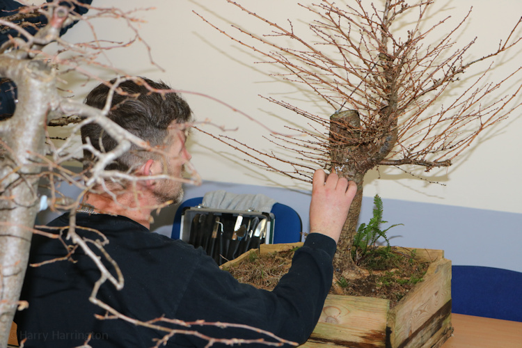 bonsai larch ireland